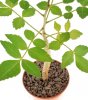 BURSERA fagaroides