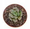 CRASSULA mesembryanthemopsis