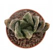 HAWORTHIA venusta cv. Shirayuki-Emaki