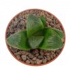 HAWORTHIA cv. Matrix