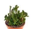 CRASSULA muscosa f. cristate