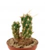 TEPHROCACTUS floccosus  