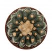 NOTOCACTUS calvescens STU 15