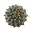 STROMBOCACTUS corregidorae VM 974, 1,2  -  1,4 cm, SEEDLING !