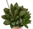 HAWORTHIA springbokvlakensis x (maughanii x badia)