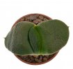 GASTERIA armstrongii