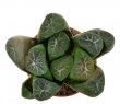 HAWORTHIA truncata var. maughanii cv. Supernova ex Hiroshi Nakatani