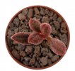 ADROMISCHUS marianae f. antiodoratum ex Esoticando