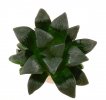 HAWORTHIA cv. Black Beauty