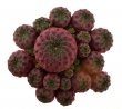SULCOREBUTIA rauschii f. violet form