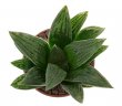 HAWORTHIA cv. Black Major ex Colombo