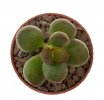 ADROMISCHUS marianae cv. Little Spheroid