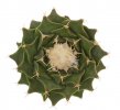 OBREGONIA denegrii PP 253