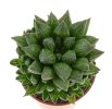 HAWORTHIA cv. Luft