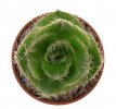 CRASSULA barbata