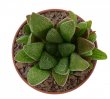 HAWORTHIA turgida var. suberecta, Gouritz River Bridge