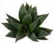 HAWORTHIA cv. Limdens