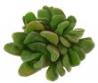 HAWORTHIA truncata var. maughanii x beukmanii  ex Potyka