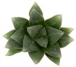 HAWORTHIA venusta x leightonii