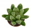 HAWORTHIA truncata cv. Lime Green x maughanii x cv. Kegani x badia