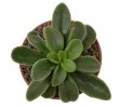 ADROMISCHUS phillipsiae ex Matulova