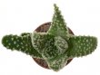 HAWORTHIA pumila cv. Donut