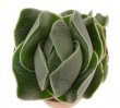 CRASSULA cv. Ivory Pagoda