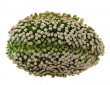 MAMMILLARIA luethyi f. cristate, grafted