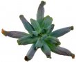 ECHEVERIA cv. Culibra