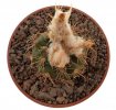 FRAILEA piltzii WP432