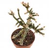 AVONIA ustulata 