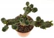 EUPHORBIA pseudoglobosa