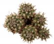 TURBINICARPUS flaviflorus f. brevispinus ex Swoboda