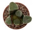 HAWORTHIA truncata var. maughanii, Calitzdorp