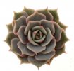 ECHEVERIA cv. Lola