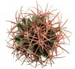 ECHINOCACTUS parryi 