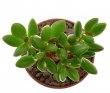 ADROMISCHUS filicaulis f. minimus