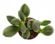 ADROMISCHUS marianae f. alveolatus ex Ger