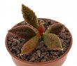 ADROMISCHUS marianae f. herrei cv. Rasberry Carbuncle