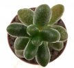 SEDUM hernandezii