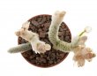 AVONIA ruschii