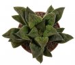 HAWORTHIA cv. Kegani x crystallina