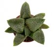 HAWORTHIA comptoniana x springbokvlakensis clone 3