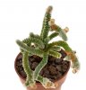 AVONIA albissima