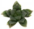 HAWORTHIA obtusa f. giant