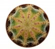 LOBIVIA (Echinopsis) cv. Roy´s White ex Siguri