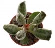 ADROMISCHUS cooperi var. festivus