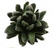 HAWORTHIA cv. Bev´s Wonder x emelyae var. major