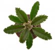 DORSTENIA lavrani, clone 1 ex Pocock