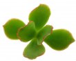 COTYLEDON velutina